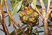 SEED POD OF THE NATIVE WESTERN AUSTRALIAN TREE, EUCALYPTUS CONFERRUMINATA