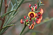 DAVIESIA ANGULATA