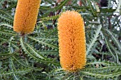 BANKSIA ASHBYI TREE OR LARGE SHRUB