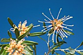 GREVILLEA APRICOT GLOW