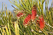 NATIVE WESTERN AUSTRALIAN SHRUB, GREVILLEA COCCINEA