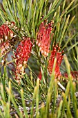 NATIVE WESTERN AUSTRALIAN SHRUB, GREVILLEA COCCINEA