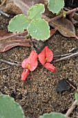 KENNEDIA PROSTRATA, AUSTRALIAN CREEPER