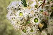 NATIVE WESTERN AUSTRALIAN CORYMBIA CALOPHYLLA TREE