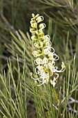 NATIVE WESTERN AUSTRALIAN GREVILLEA CANDICANS FLOWERING RACEME