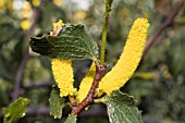 FLOWER RACEME OF THE ENDANGERED WESTERN AUSTRALIAN NATIVE TREE, ACACIA DENTICULOSA