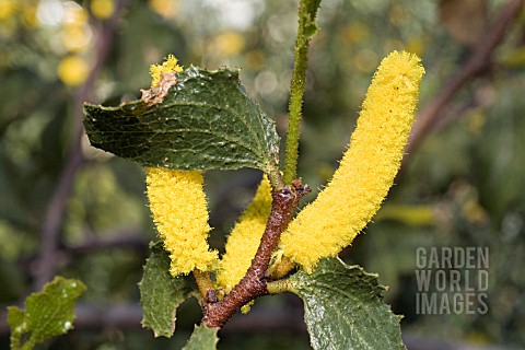 FLOWER_RACEME_OF_THE_ENDANGERED_WESTERN_AUSTRALIAN_NATIVE_TREE_ACACIA_DENTICULOSA