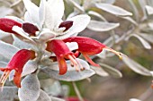 NATIVE AUSTRALIAN EREMOPHILA FLOWER