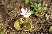 METALLEA SPP. FLY POLLINATING AN ENDEMIC WESTERN AUSTRALIAN DROSERA GENUS FLOWER