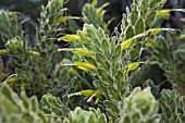 NATIVE WESTERN AUSTRALIAN EREMOPHILA SUBFLOCCOSA IN FLOWER