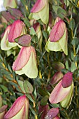 NATIVE WESTERN AUSTRALIAN PIMELEA PHYSODES