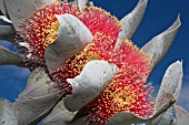 EUCALYPTUS MACROCARPA IN FLOWER. COMMONLY KNOWN AS MOTTLECAH