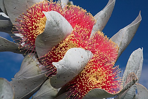 EUCALYPTUS_MACROCARPA_IN_FLOWER_COMMONLY_KNOWN_AS_MOTTLECAH