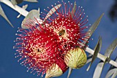 SUB-SPECIES EUCALYPTUS MACROCARPA IN FLOWER WITH BEE POLLINATING