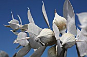 EUCALYPTUS MACROCARPA IN FLOWER