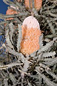 WESTERN AUSTRALIAN BANKSIA ASHBYI INFLORESCENCE FLOWER SPIKE