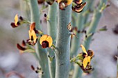 DAVIESIA EUPHORBIOIDES SHRUB