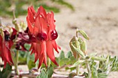 THE STURT DESERT PEA (SWAINSONA FORMOSA) IN FLOWER. THE OFFICIAL FLORAL EMBLEM OF THE STATE OF SOUTH AUSTRALIA