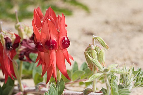 THE_STURT_DESERT_PEA_SWAINSONA_FORMOSA_IN_FLOWER_THE_OFFICIAL_FLORAL_EMBLEM_OF_THE_STATE_OF_SOUTH_AU