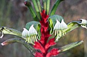 REPRODUCTIVE FLOWER PARTS OF THE  WESTERN AUSTRALIAN MANGLES KANGAROO PAW (ANIGOZANTHUS MANGLESII)