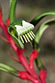 DETAIL ON THE FLOWER OF ANIGOZANTHUS MANGLESII