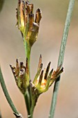 STRANGE FLOWER OF THE WESTERN AUSTRALIAN HAEMODORUM SPICATUM