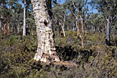 EUCALYPTUS WANDOO TREE TRUNK IN A REMNANT EUCALYPTUS WANDOO WOODLAND