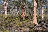 EUCALYPTUS WANDOO TREE TRUNK IN A REMNANT EUCALYPTUS WANDOO WOODLAND