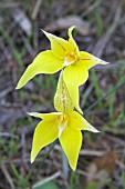 CALADENIA FLAVA