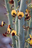 DAVIESIA EUPHORBIOIDES SHRUB