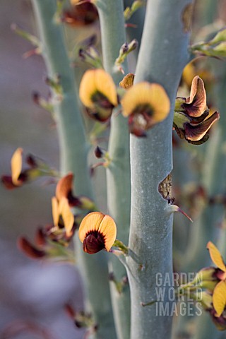 DAVIESIA_EUPHORBIOIDES_SHRUB