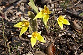 WESTERN AUSTRALIAN CALADENIA FLAVA COWSLIP ORCHIDS IN FLOWER