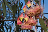 EUCALYPTUS CAESIA FLOWERS AND BUDS