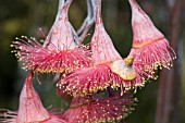 EUCALYPTUS OPERCULUM CAP PERCHED ON THE STAMENS OF A EUCALYPTUS CAESIA FLOWER