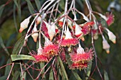 EUCALYPTUS CAESIA FLOWERS AND BUDS. KNOWN AS THE SILVER PRINCESS