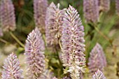 NATIVE WESTERN AUSTRALIAN PTILOTUS EXALTATUS FLOWERING INFLORESCENCE