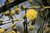 NATIVE WESTERN AUSTRALIAN ACACIA SALIGNA