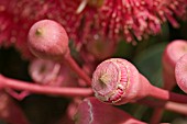 CORYMBIA (EUCALYPTUS) FICIFOLIA OPERCULUM CAP