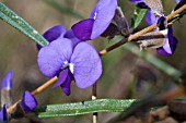 HOVEA TRISPERMA