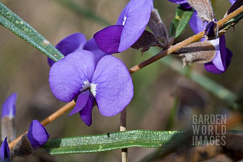 HOVEA_TRISPERMA