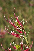 ADENANTHOS PUNGENS BUSH IN FLOWER