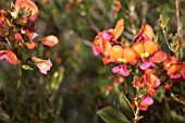 NATIVE WESTERN AUSTRALIAN CHORIZEMA