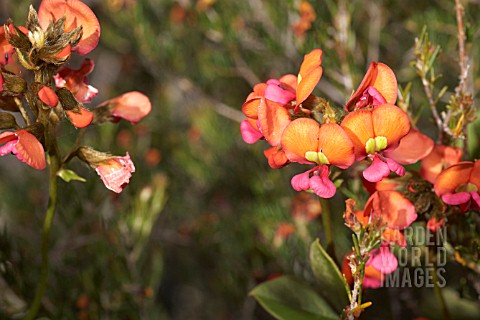 NATIVE_WESTERN_AUSTRALIAN_CHORIZEMA