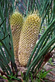 SEED POD CONES OF THE NATIVE WESTERN AUSTRALIAN MACROZAMIA RIEDLEI PALM