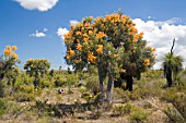 WESTERN AUSTRALIAS NUYTSIA FLORIBUNDA IN FULL FLOWERING GLORY. KNOWN LOCALLY AS THE WA CHRISTMAS TREE