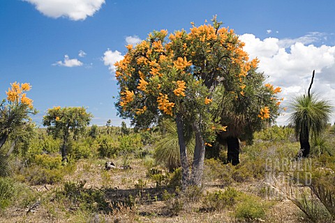 WESTERN_AUSTRALIAS_NUYTSIA_FLORIBUNDA_IN_FULL_FLOWERING_GLORY_KNOWN_LOCALLY_AS_THE_WA_CHRISTMAS_TREE