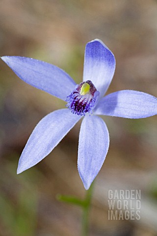 PHELADENIA_DEFORMIS