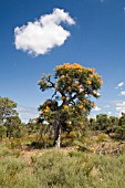 WESTERN AUSTRALIAS NUYTSIA FLORIBUNDA IN FULL FLOWERING GLORY. KNOWN LOCALLY AS THE WA CHRISTMAS TREE