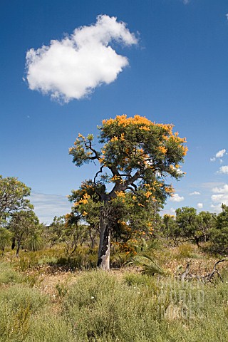 WESTERN_AUSTRALIAS_NUYTSIA_FLORIBUNDA_IN_FULL_FLOWERING_GLORY_KNOWN_LOCALLY_AS_THE_WA_CHRISTMAS_TREE