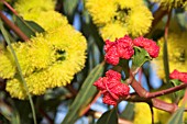 EUCALYPTUS ERYTHROCORYS BUD CAPS WITH FLOWERS IN BACKGROUND